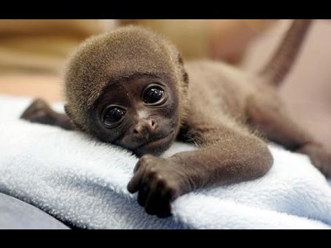 cute baby monkey lying on towel looking at the camera
