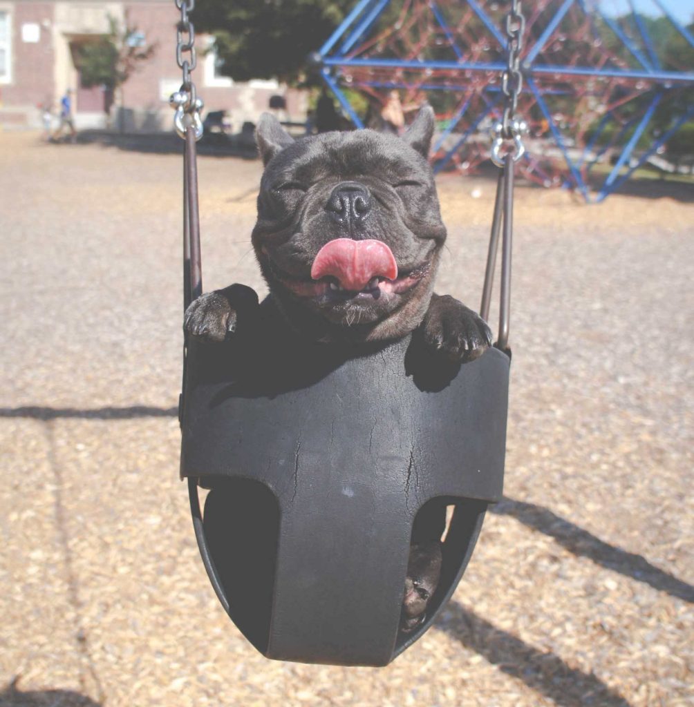 dog smiling in swing